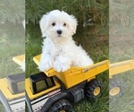 Fritz - Male Maltese Puppy for Sale - Small photo
