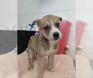 JUPITER - Female Labrador Retriever-Unknown Mix Dog for Adoption - Photo #3