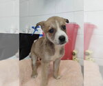 Small Photo #3 Labrador Retriever-Unknown Mix Puppy For Sale in San Bernardino, CA, USA
