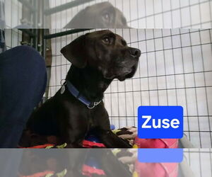 Zuse - Male Labrador Retriever-Unknown Mix Dog for Adoption - Photo #11