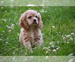 Small #8 Cocker Spaniel