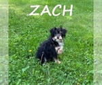 Small #1 YorkiePoo