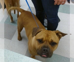 American Pit Bull Terrier Dogs for adoption in Oklahoma City, OK, USA