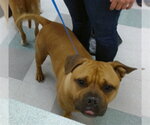 Small American Pit Bull Terrier