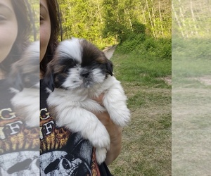 Shih Tzu Puppy for sale in MC KEE, KY, USA