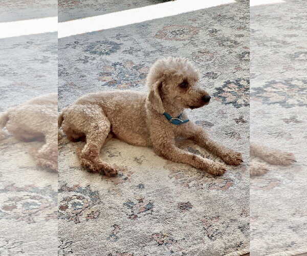 Medium Photo #4 Poodle (Miniature) Puppy For Sale in St. Louis Park, MN, USA