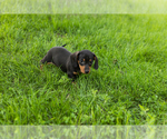 Small #3 Dachshund