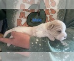 Puppy Male Cavapoo