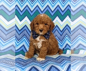 Aussiedoodle Miniature Puppy for sale in OXFORD, PA, USA