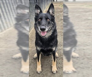 CHICO - Male German Shepherd Dog Dog for Adoption - Photo #2