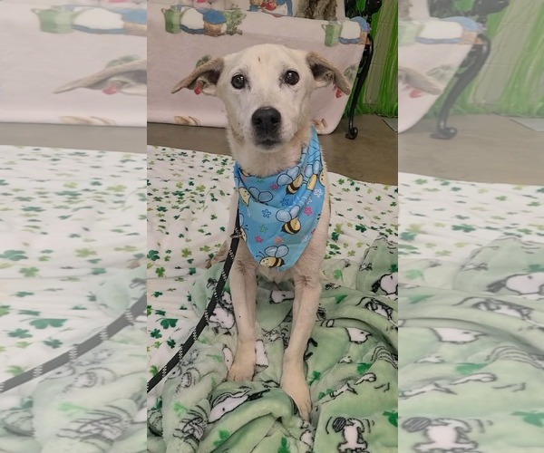 Medium Photo #2 Mutt Puppy For Sale in Stratham, NH, USA