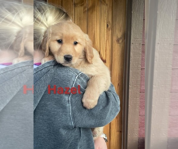 Medium Photo #5 Golden Retriever Puppy For Sale in BURNS, KS, USA