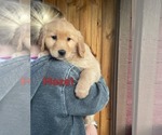 Small #4 Golden Retriever