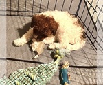 Small #2 Poochon