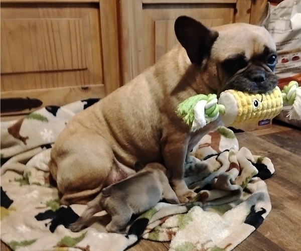 Medium Photo #7 French Bulldog Puppy For Sale in NEW WAVERLY, TX, USA