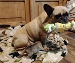 Small #6 French Bulldog