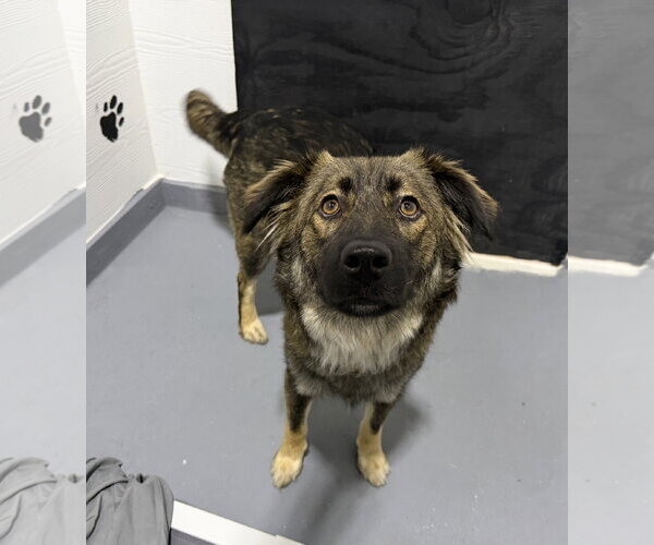 Medium Photo #3 German Shepherd Dog-Unknown Mix Puppy For Sale in The Woodlands, TX, USA