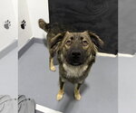 Small #2 German Shepherd Dog Mix