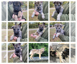 Wolf Hybrid Puppy for sale in MIDDLETON, TN, USA