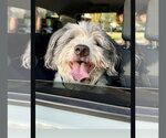 Small #1 Mutt