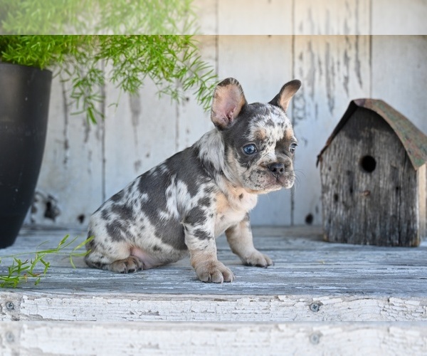 Medium Photo #4 French Bulldog Puppy For Sale in MILLERSBURG, OH, USA