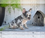 Small #3 French Bulldog