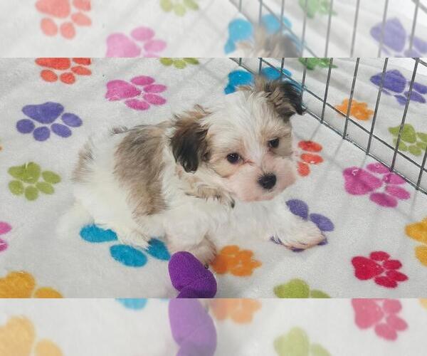 Medium Photo #11 Papitese Puppy For Sale in ORO VALLEY, AZ, USA