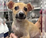 Small #1 Mutt