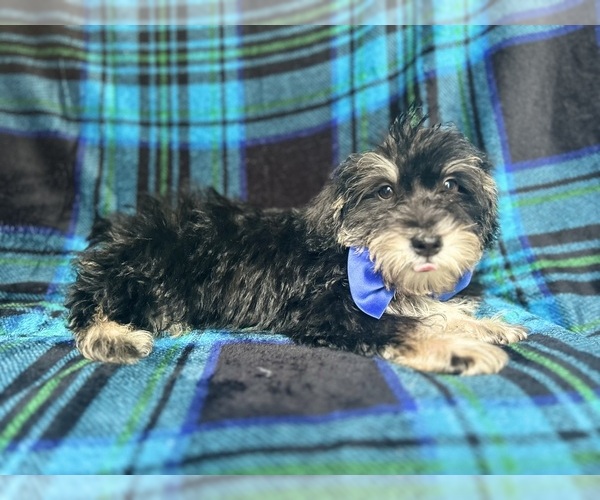 Medium Photo #5 Schnauzer (Miniature) Puppy For Sale in LAKELAND, FL, USA