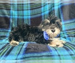 Small #4 Schnauzer (Miniature)