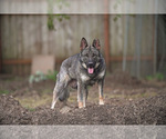 Small Photo #1 German Shepherd Dog Puppy For Sale in PORTLAND, OR, USA