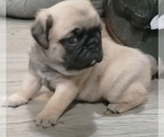 Small Photo #5 Pug Puppy For Sale in ROUND ROCK, TX, USA
