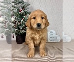 Small #2 Golden Retriever