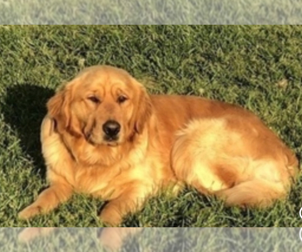 Medium Photo #1 Golden Retriever Puppy For Sale in ROGERSVILLE, MO, USA