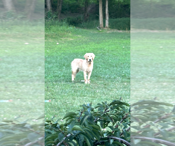 Medium Photo #1 Goldendoodle Puppy For Sale in BLANCHESTER, OH, USA