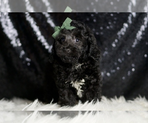 Medium Photo #5 Poodle (Miniature) Puppy For Sale in WARSAW, IN, USA
