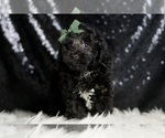Small #4 Poodle (Miniature)