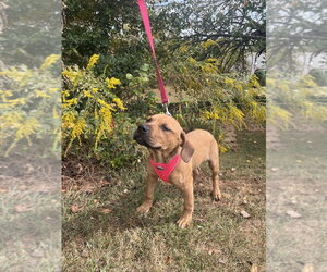 Mutt Dogs for adoption in Candler, NC, USA