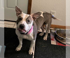 DIXIE - Female Mutt Dog for Adoption - Photo #4