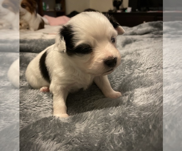Medium Photo #2 Papillon Puppy For Sale in MANCHESTER, NH, USA