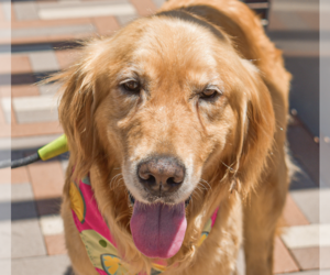 Golden Retriever Dogs for adoption in San Ramon, CA, USA