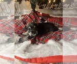 Small Photo #8 Schnauzer (Miniature) Puppy For Sale in KANNAPOLIS, NC, USA