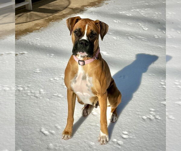 Medium Photo #1 Boxer Puppy For Sale in Dumont, NJ, USA