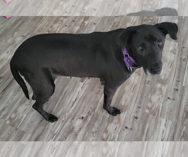 Medium Photo #4 Mutt Puppy For Sale in Lake Wylie, SC, USA
