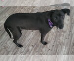 Small Photo #4 Mutt Puppy For Sale in Lake Wylie, SC, USA