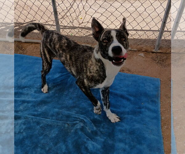 Medium Photo #5 Mutt Puppy For Sale in Apple Valley, CA, USA