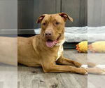 Small #26 American Pit Bull Terrier Mix