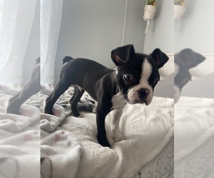 Boston Terrier Puppy for sale in CHARLOTTESVILLE, VA, USA