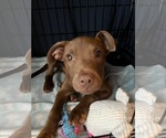 Small Photo #2 Border Collie-Unknown Mix Puppy For Sale in Des Moines, IA, USA
