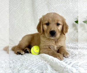 Medium Golden Retriever
